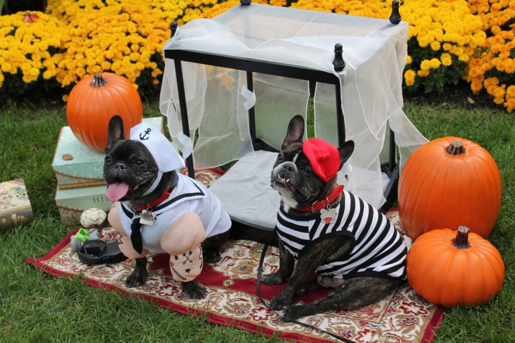 Celebrate Halloween with your pup at these dog-friendly events