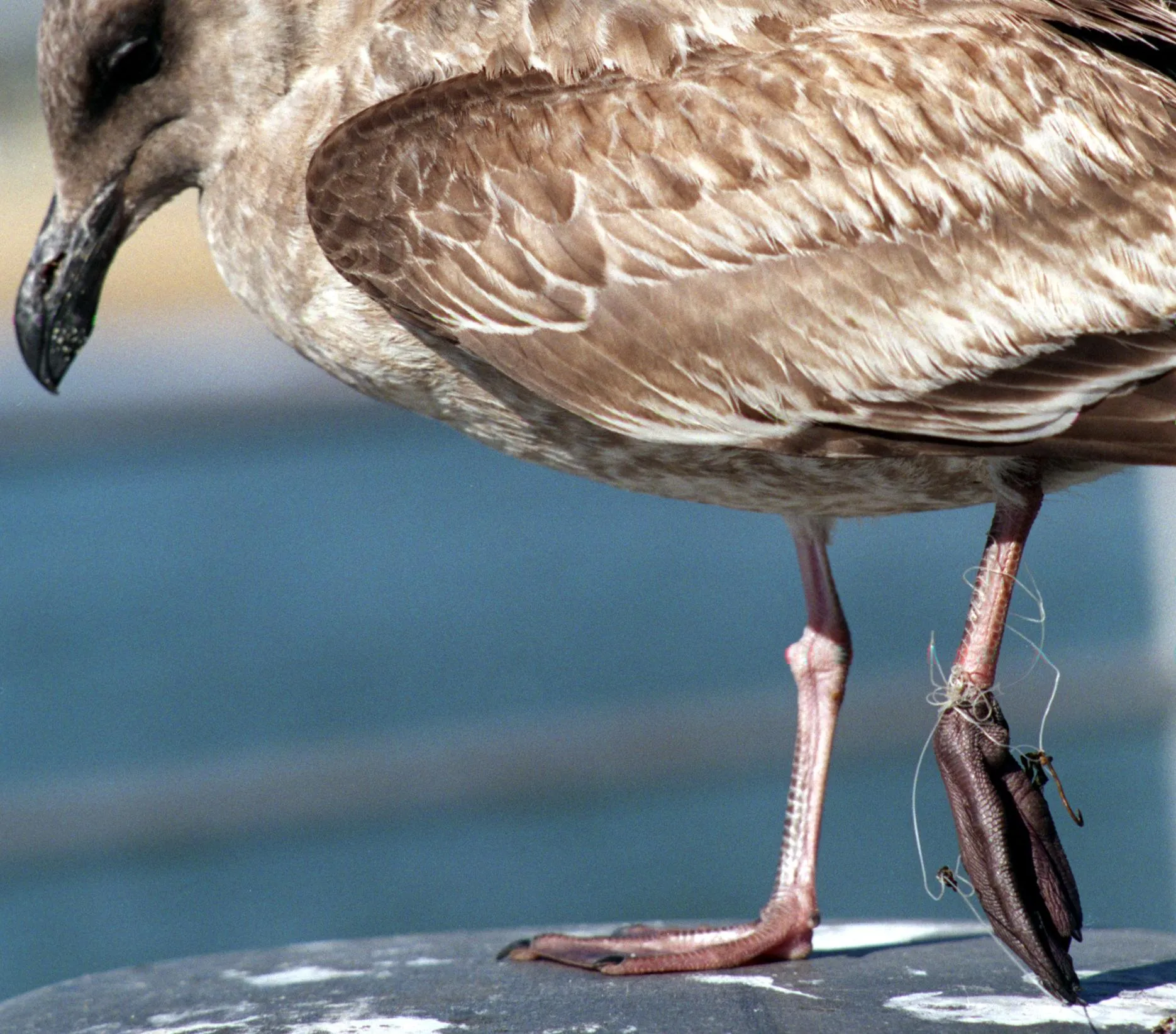 A seagull stands on one leg, while the other leg has fishing line wrapped around it. The foot appears injured and is dark brown.