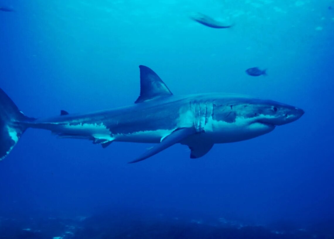 How Well Can Sharks Hear? This Recent Experiment Offers a Surprising Answer.