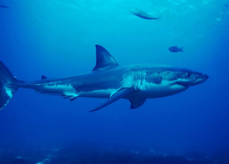 How Well Can Sharks Hear? This Recent Experiment Offers a Surprising Answer.