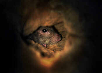 Rats have long gnawed at D.C. mayors, and its likely next leader says she’s on it