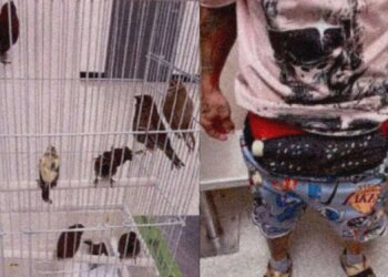 Man Arrested at Miami Airport After ‘Unexplained Bulge’ Turned Out to Be 10 Live Birds
