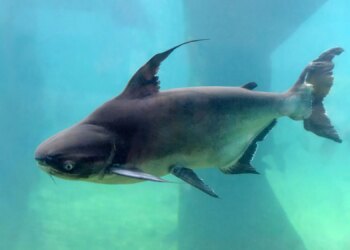 Maryland Is Turning an Invasive Fish Problem Into School Lunch (And Kids Love It)
