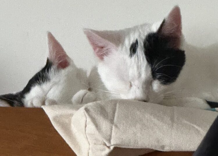 Kittens covered in bleach and thrown from truck are adopted together