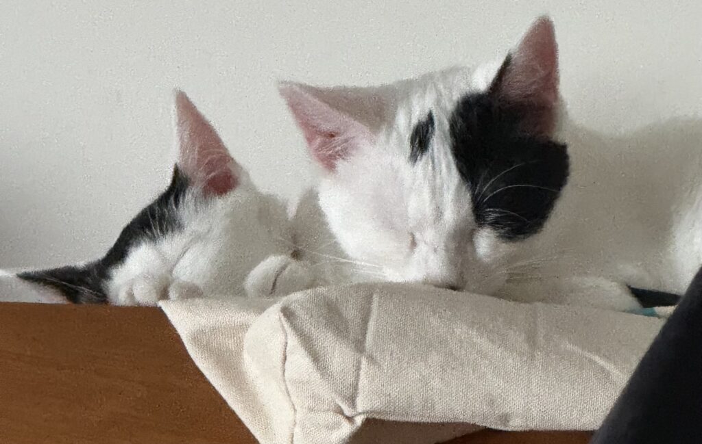 Kittens covered in bleach and thrown from truck are adopted together