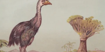 Peter Jackson Bought a 600-Year-Old Egg That Could Help Bring an Extinct Bird Back to Life