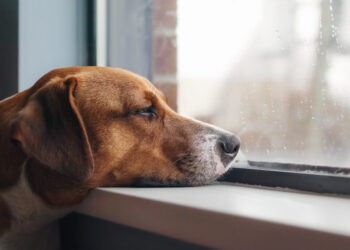 8 signs your dog might be depressed and what to do about it