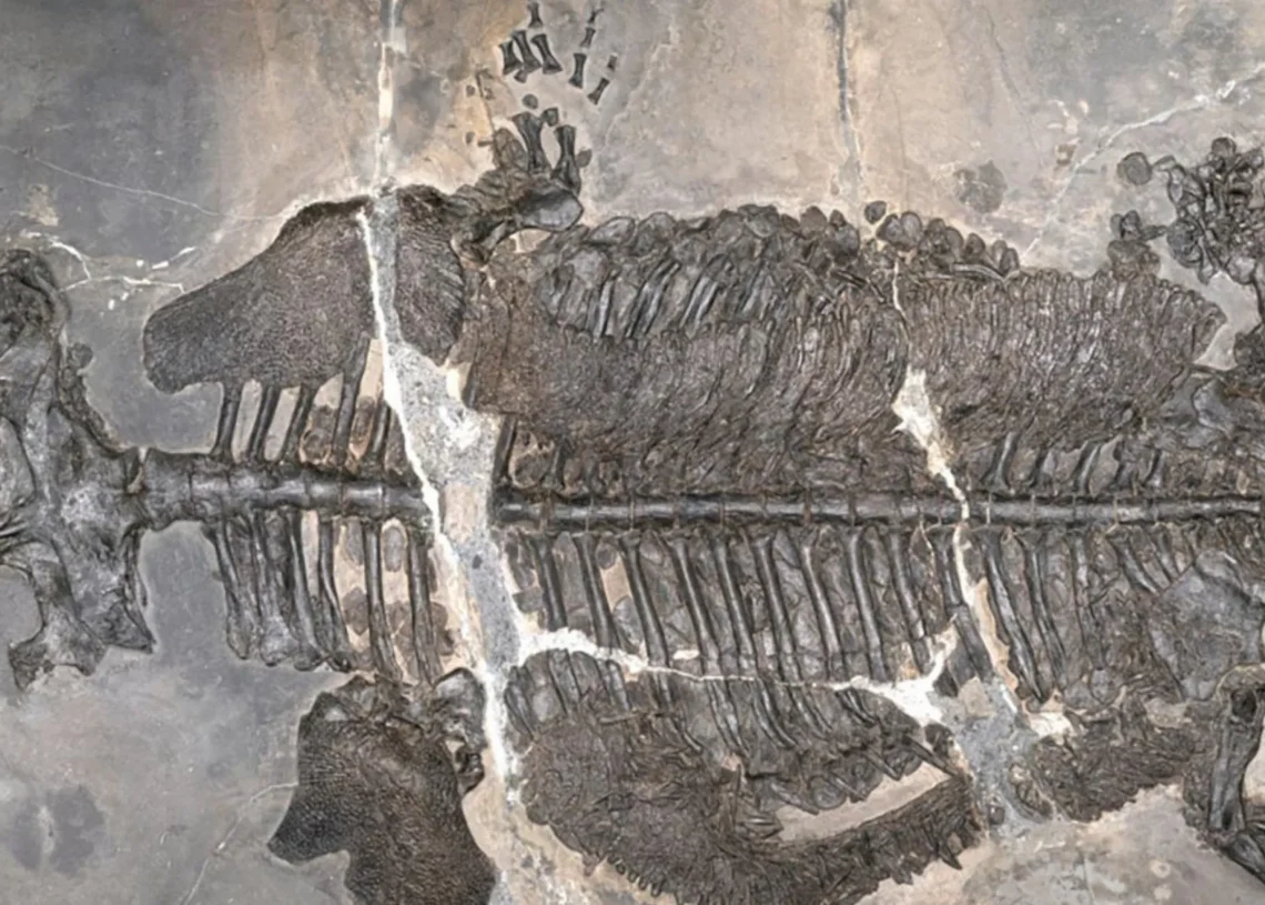 Scientists Discovered a 237-Million-Year-Old Sea Monster, and It’s Changing What We Know About Amphibians