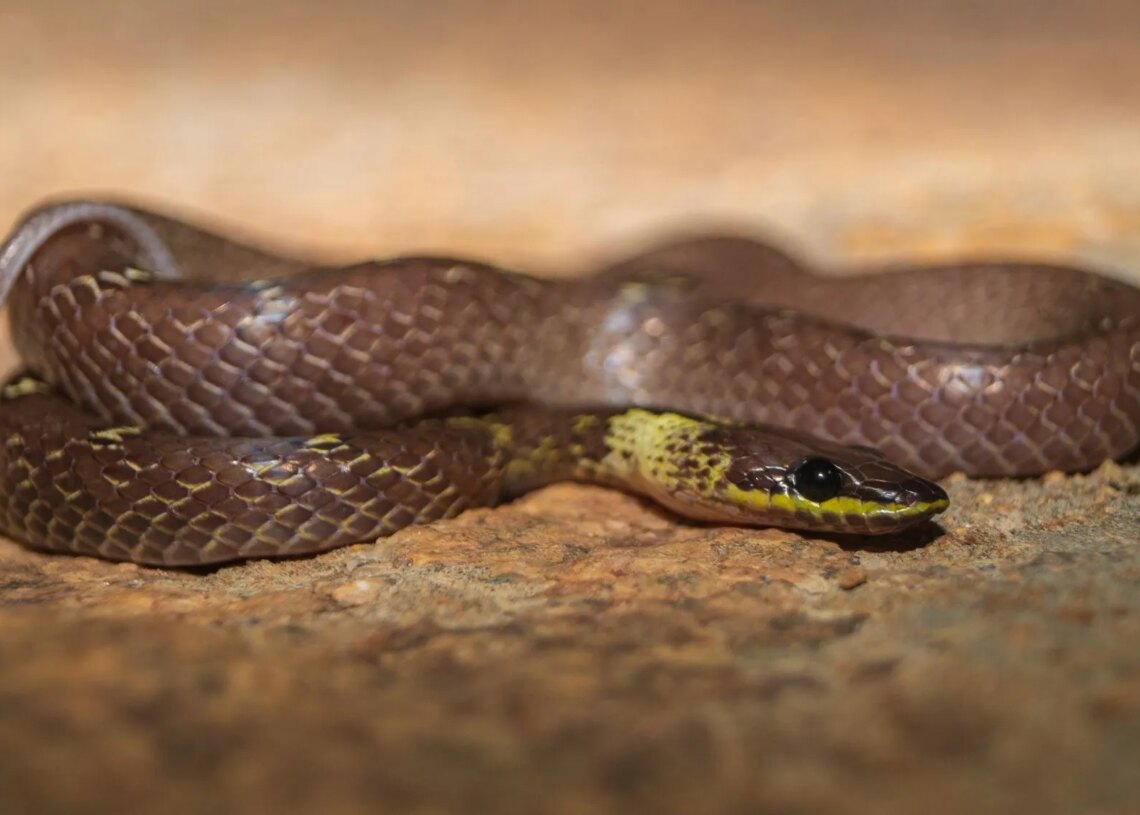 Scientists Discovered a Snake That Cartwheels Away From Danger, and It’s Hilarious