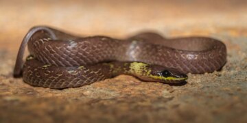 Scientists Discovered a Snake That Cartwheels Away From Danger, and It’s Hilarious
