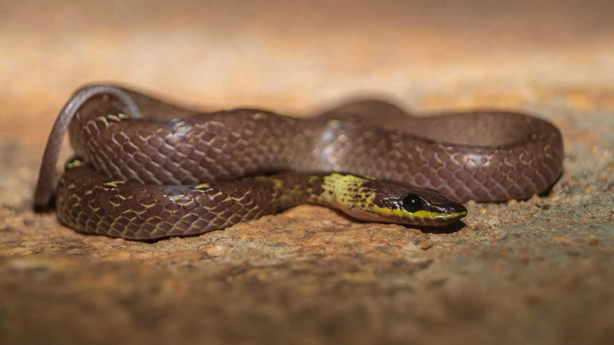 Snak With Scientists Discovered a Snake That Cartwheels Away From Danger, and It ...