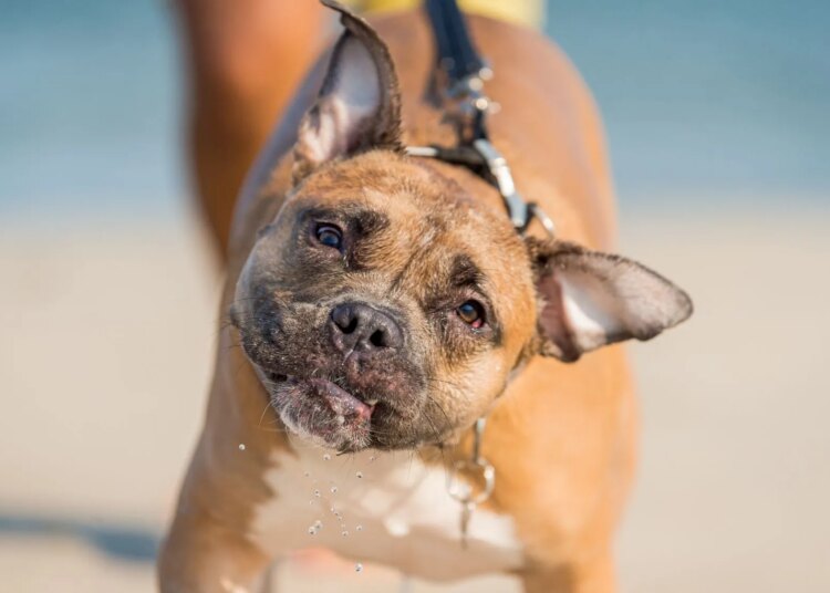 Scientists Finally Figured Out Why Big Dogs Age Faster Than Small Dogs