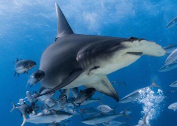 Scientists Found Dozens of Hammerhead Sharks Hanging Out Near Swimmers. Here’s Why.