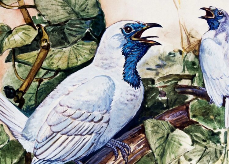 Scientists Found Two Birds as Loud as Chainsaws. Here’s How They Make So Much Noise.