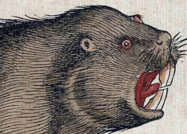 Scientists Just Discovered That Neanderthals Loved Eating Beaver