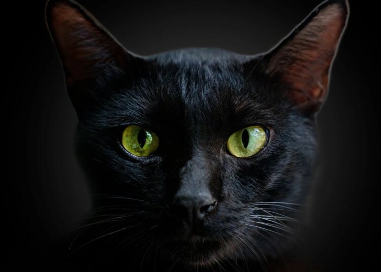 Scientists Just Found a Strange Link Between Cats and Happiness
