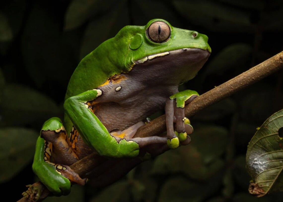 Scientists Turned Toad Venom Into a Nasal Spray to Fight Depression. But Does It Work?