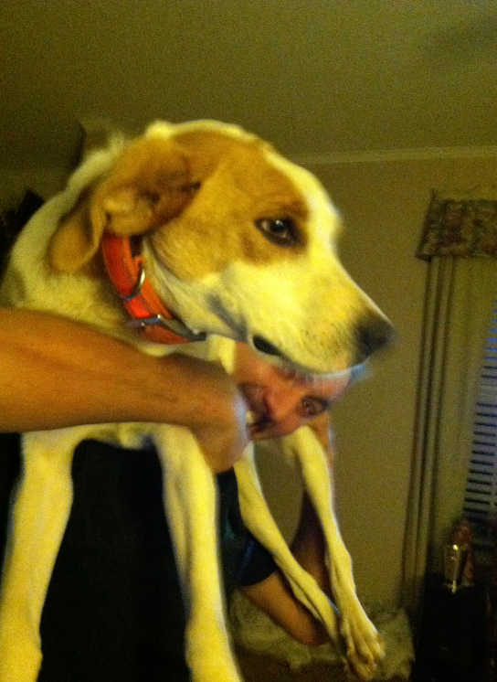 Biscuit's owner said that the dog was never sent to the pound or had any other contact with Richmond that could have resulted in her being placed on the voting rolls.