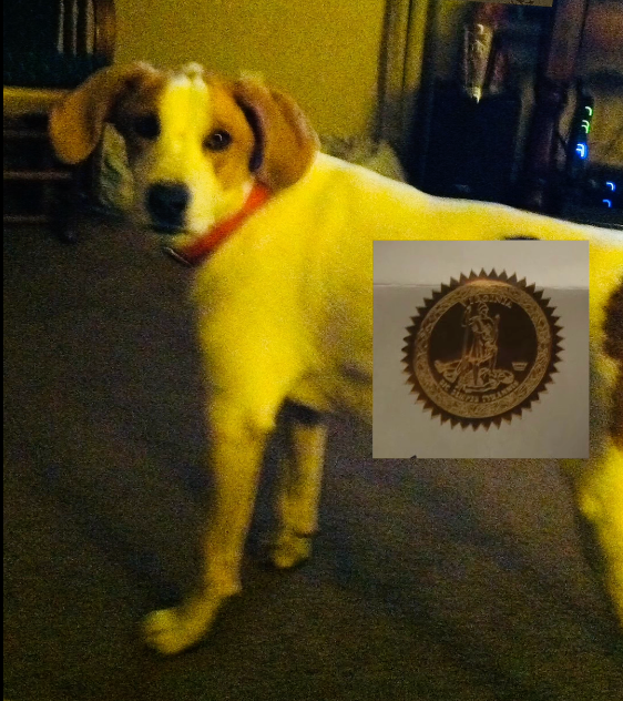Biscuit the Dog got its right to vote restored despite dying five years ago and being a beagle-hound mix.