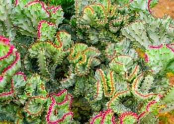 These 6 spooky plants will make your home feel like Halloween all year long