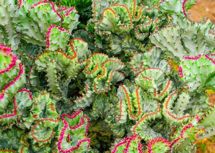 These 6 spooky plants will make your home feel like Halloween all year long