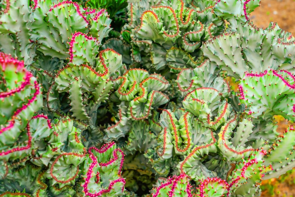 These 6 spooky plants will make your home feel like Halloween all year long