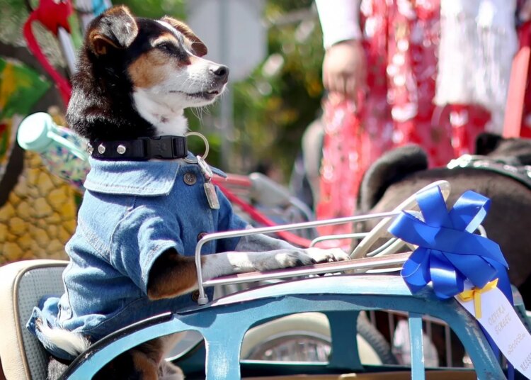 WATCH: The Blessing of the Animals Might Be the Church’s Cutest Tradition