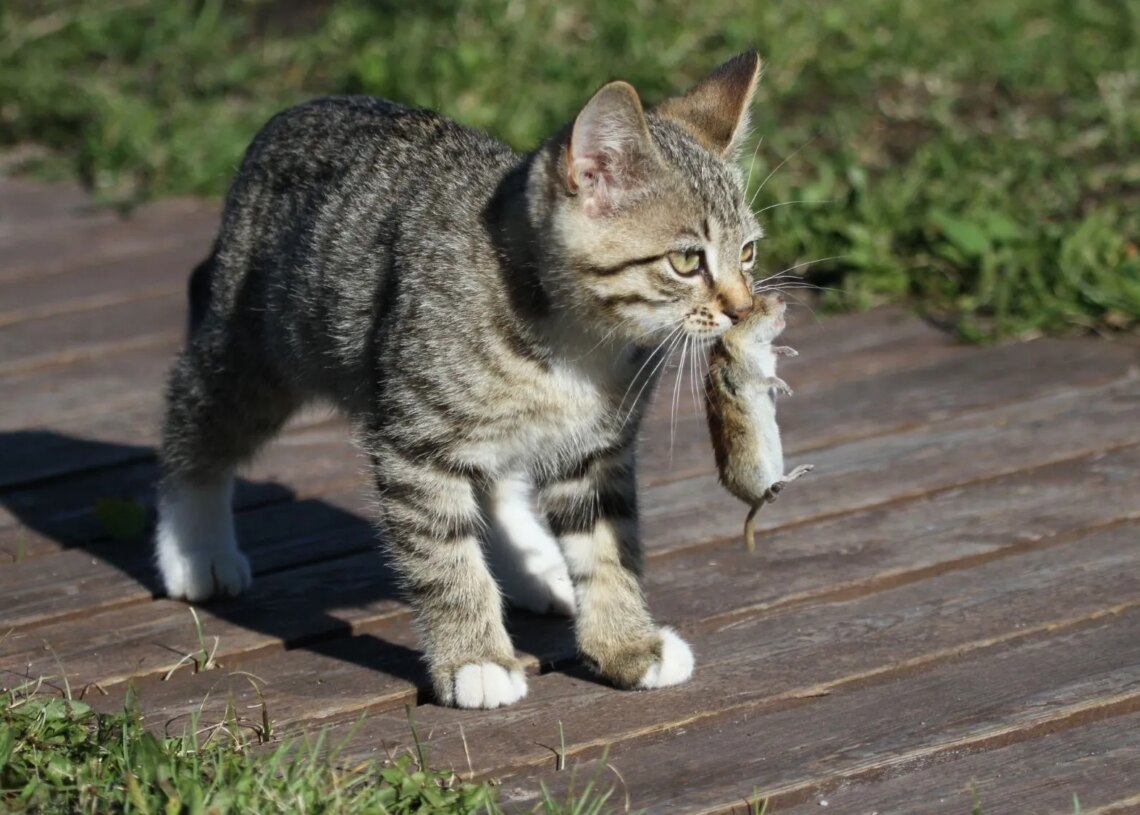 The Real Reason Why Cats Bring You Dead Animals, According to Science