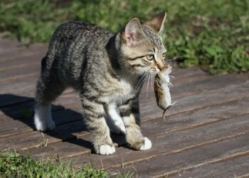 The Real Reason Why Cats Bring You Dead Animals, According to Science