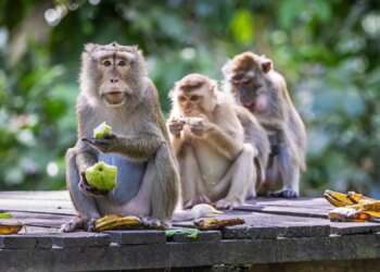 These Monkeys Survived a Deadly Outbreak, Then Started Acting a Lot Like Humans