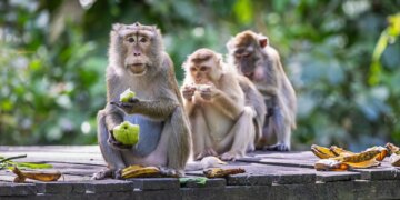 These Monkeys Survived a Deadly Outbreak, Then Started Acting a Lot Like Humans
