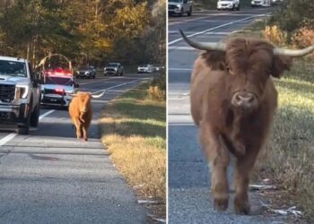 Adorable runaway cow sparks police chase through NY town