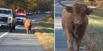 Adorable runaway cow sparks police chase through NY town