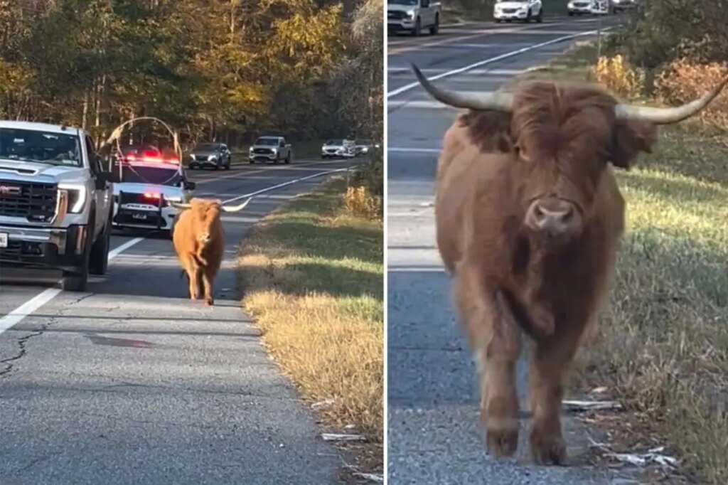 Adorable runaway cow sparks police chase through NY town