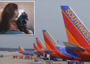 Southwest flight attendant who gets ‘violently ill’ from pets sues airline for being forced to work on flights with cats and dogs