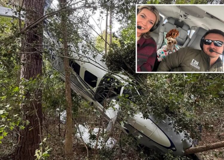 Pilot, wife and dogs survive dramatic tree-top crash landing after plane suffers engine failure: ‘Just pray’