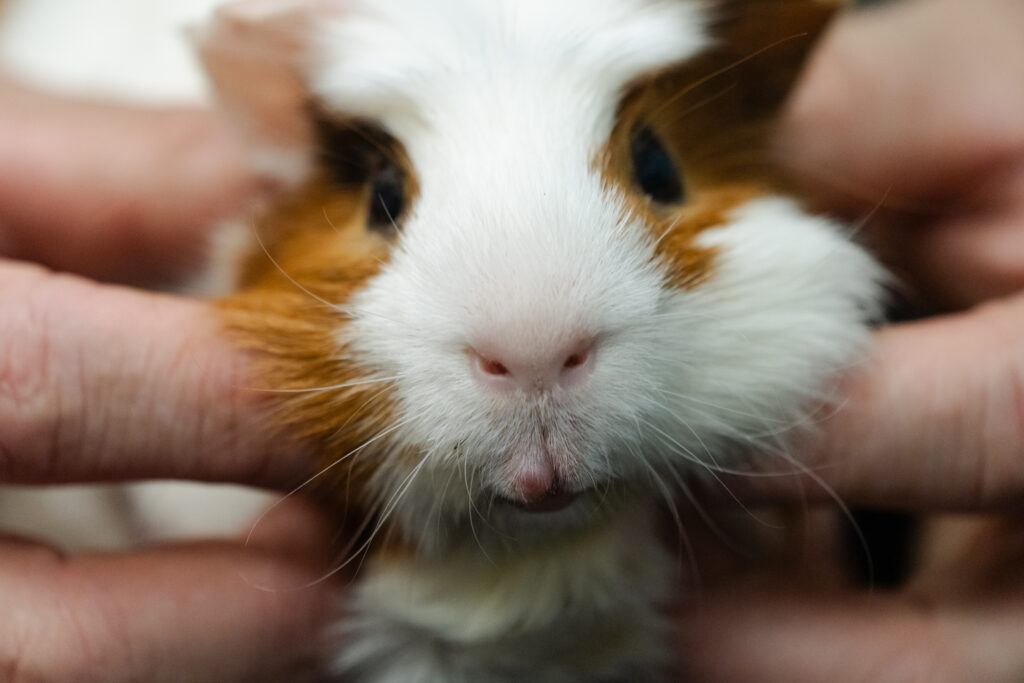 Your therapist will see you now. You can pay with veggies and head scratches.