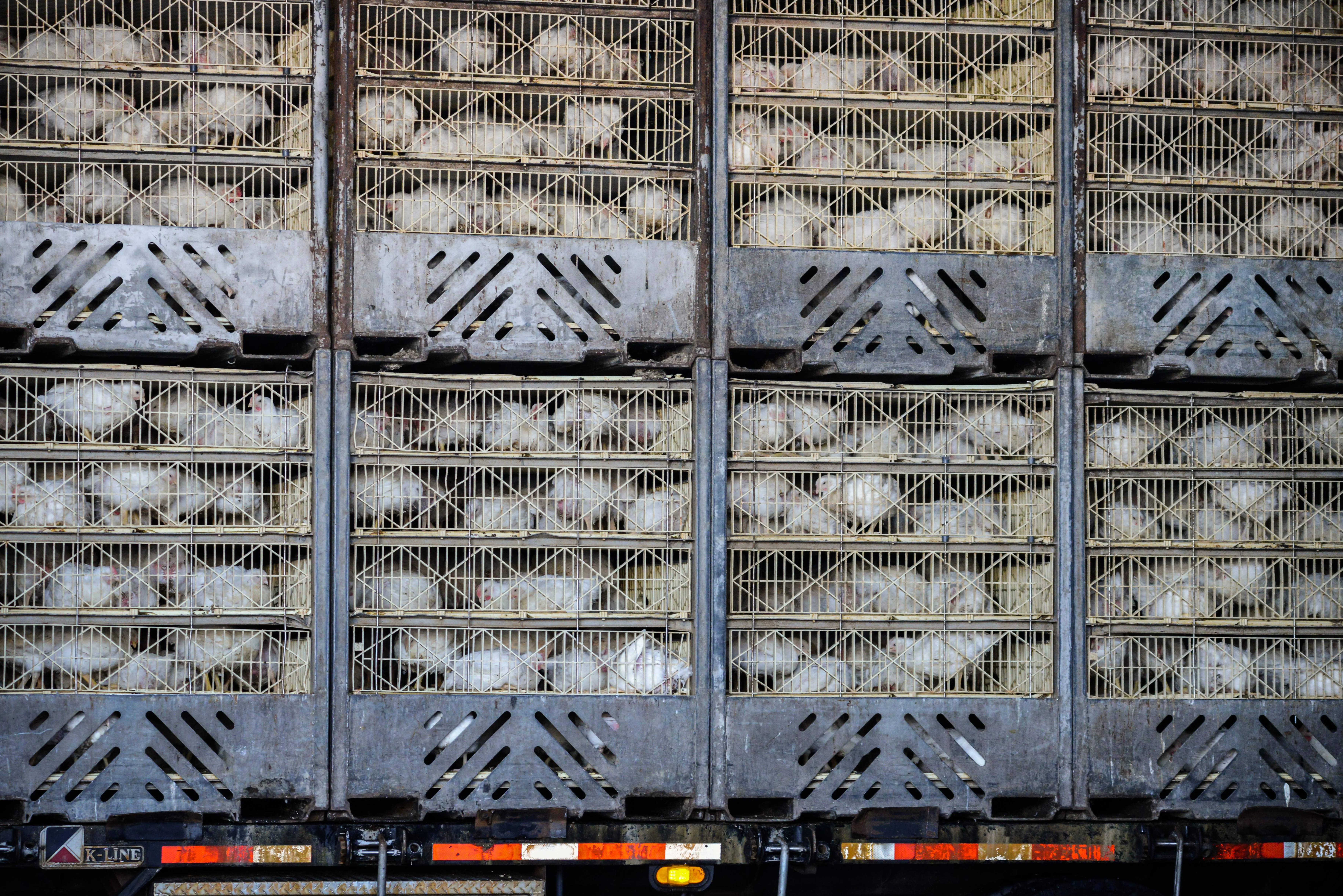 Chickens on a slaughter truck