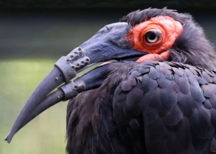WATCH: Scientists Gave an Injured Bird a Second Chance With Two 3D-Printed Beak Prosthetics