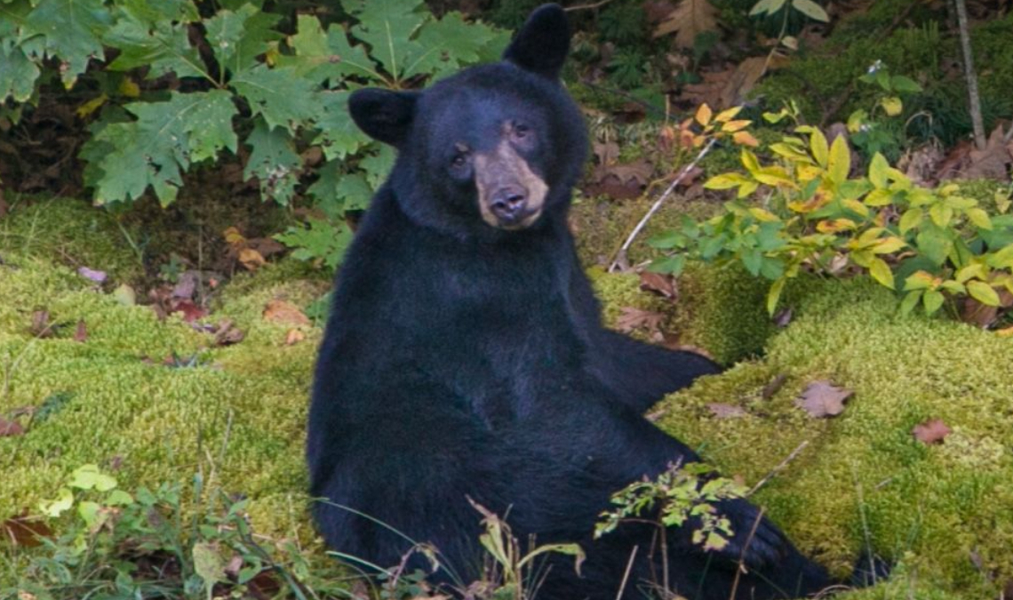 North Carolina Man Uses Heavy Metal Guitar Riffs to Scare Off Family of Bears in Hilarious Video