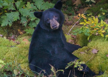 North Carolina Man Uses Heavy Metal Guitar Riffs to Scare Off Family of Bears in Hilarious Video