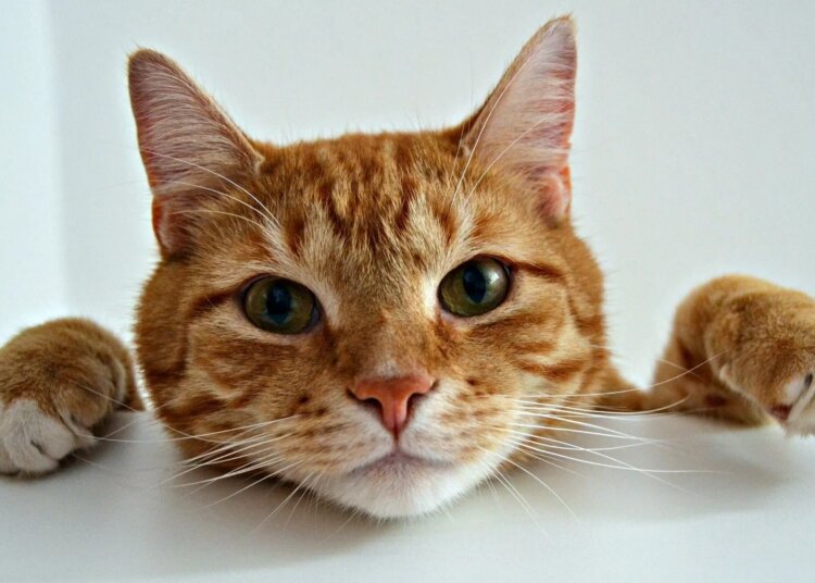 What Is ‘Beaver Fever,’ and Why Are Researchers Finding It in Cats?