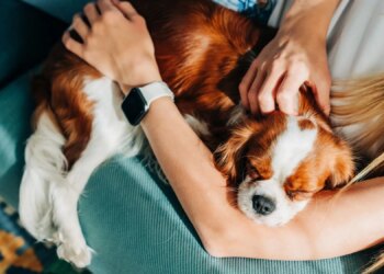 Your Dog Might Be Carrying a Human Mouth Parasite. But Is It Dangerous?