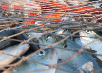 This critical fish is disappearing. I can see the results from my window.