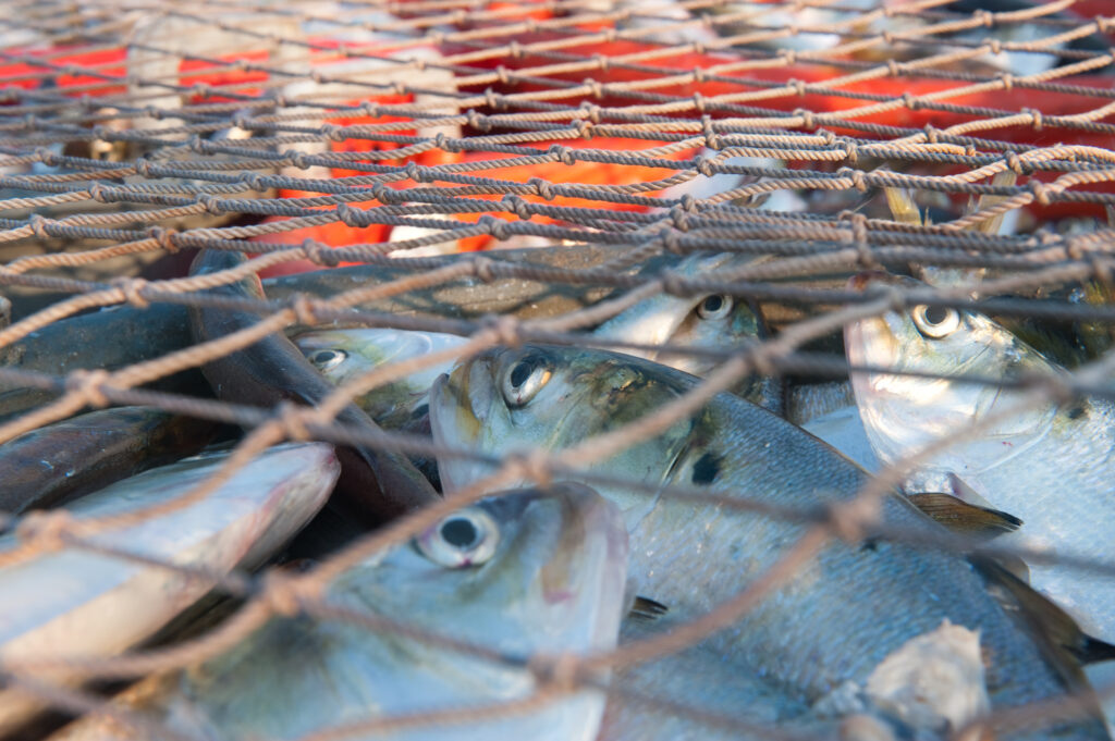 This critical fish is disappearing. I can see the results from my window.