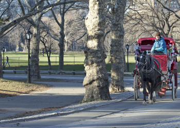 A final farewell to NYC’s horse carriage industry