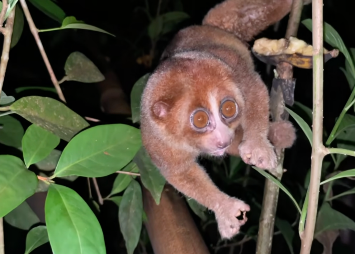 Adorable Venomous Primate Thought Extinct Discovered Hanging Out in People’s Backyards