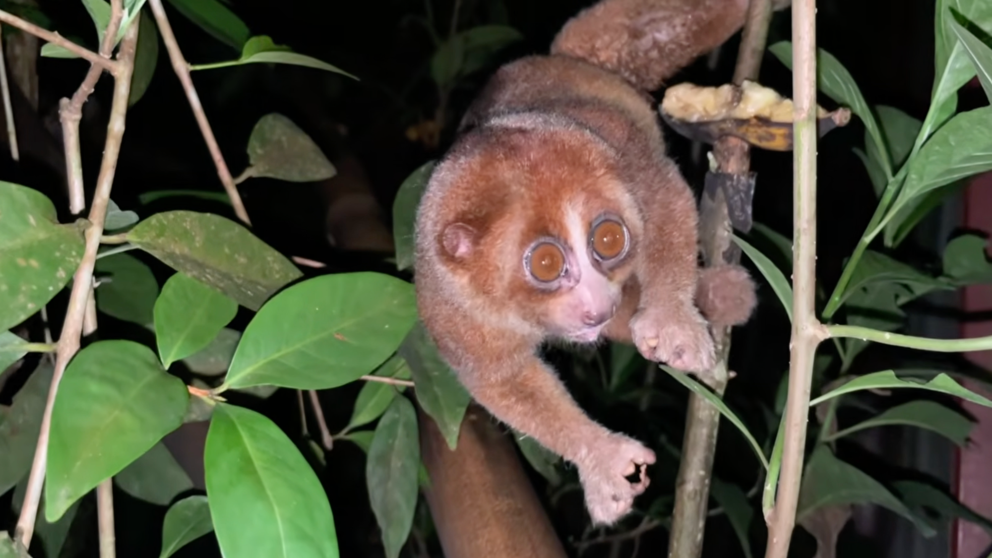 Adorable Venomous Primate Thought Extinct Discovered Hanging Out in ...