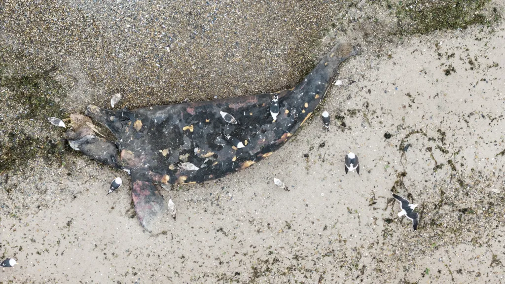 An aerial view shows the body of a dead Southern Right whale calf washed ashore on a beach.