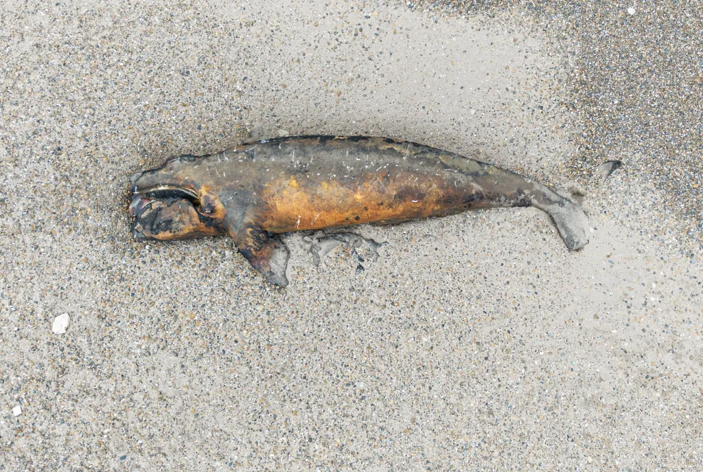 An aerial view of a dead Southern Right whale calf washed ashore on a beach in Argentina.